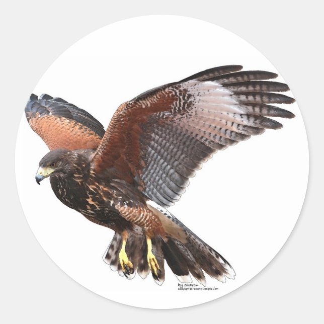 Sticker Rond Harris Hawk (Devant)