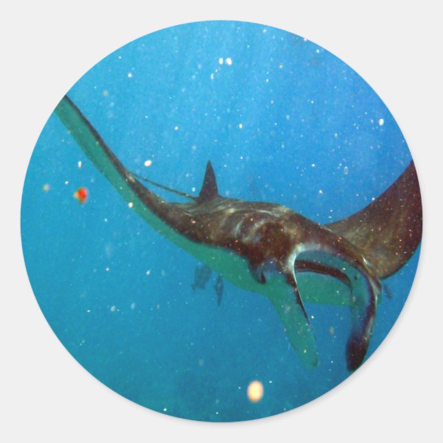 Sticker Rond Hawaii Manta Ray (Devant)