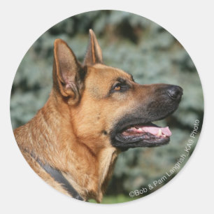 Sticker Rond Headshot 1 de berger allemand