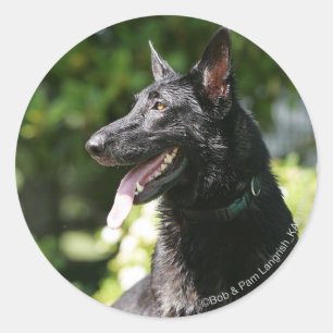 Sticker Rond Headshot 2 de berger allemand