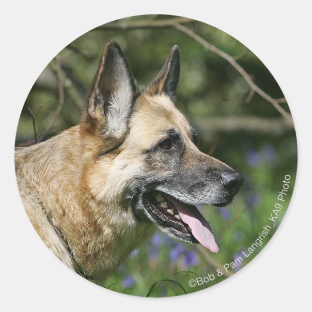 Sticker Rond Headshot 3 du berger allemand (Devant)