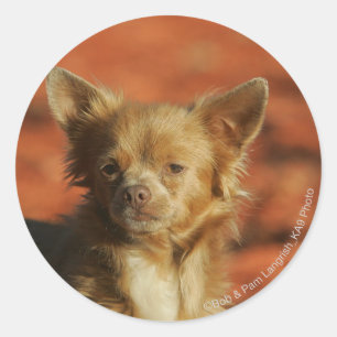 Sticker Rond Headshot de chiot de chiwawa