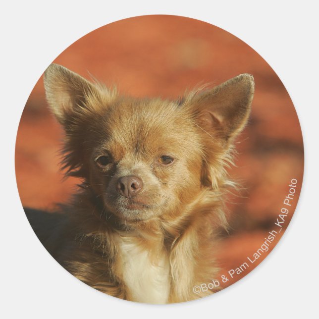 Sticker Rond Headshot de chiot de chiwawa (Devant)