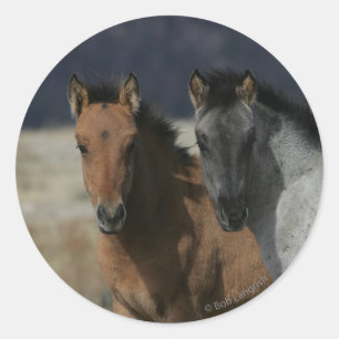 Sticker Rond Headshot de poulain de mustang