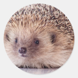 Sticker Rond Hedgehog,