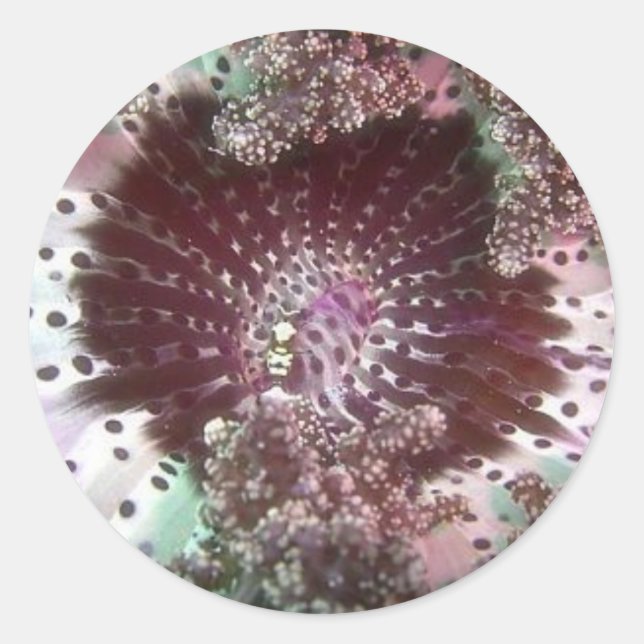 Sticker Rond Hellsfire Anemone (Devant)