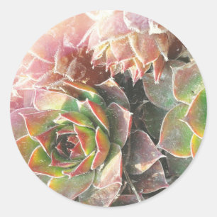 Sticker Rond Hen a envoyé Chick Plantes, Succulents, Plante Pho
