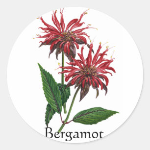 Sticker Rond Herb Garden Series - Bergamot
