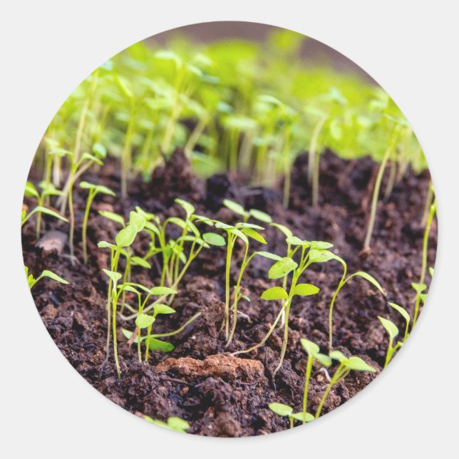 Sticker Rond Herbe à germes (Devant)