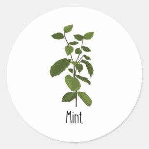 Sticker Rond Herbe d'épices à la menthe