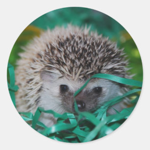 Sticker Rond Hérisson bébé en herbe de Pâques