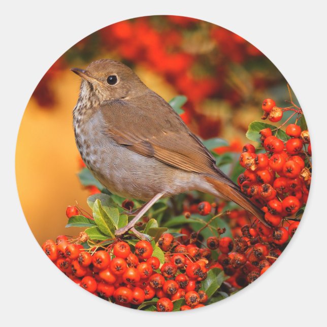 Sticker Rond Hermite Thrush Songbird sur l'araignée de feu (Devant)