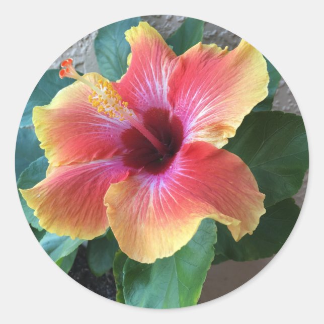 Sticker Rond Hibiscus (Devant)