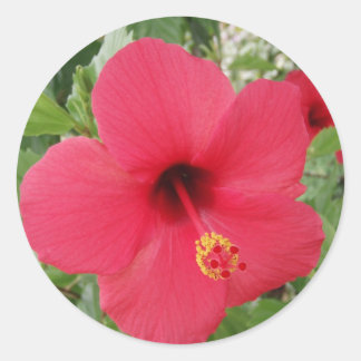 Sticker Rond Hibiscus