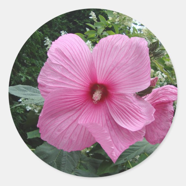 Sticker Rond Hibiscus rose (Devant)