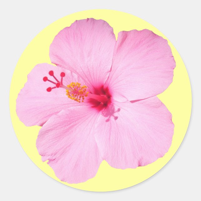 Sticker Rond Hibiscus rose Fleur tropicale (Devant)