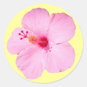 Sticker Rond Hibiscus rose Fleur tropicale