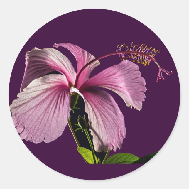 Sticker Rond Hibiscus rose Vue latérale (Devant)