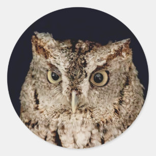 Sticker Rond Hibou de cri strident