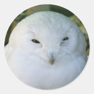 Sticker Rond Hibou des neiges