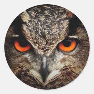 Sticker Rond hibou fascinant