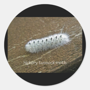 Sticker Rond Hickory Tussock Moth (Lophocampa caryae) Articles