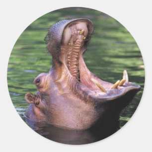 Sticker Rond Hippo affamé