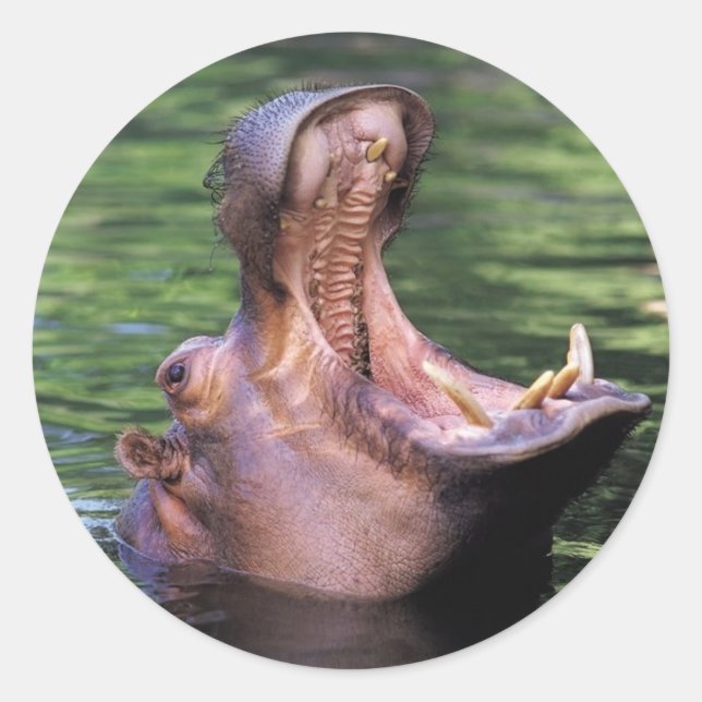 Sticker Rond Hippo affamé (Devant)