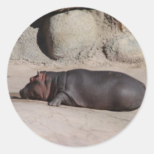 Sticker Rond Hippopotame de bébé