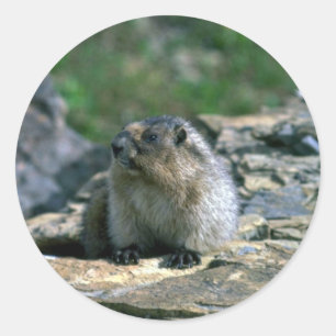 Sticker Rond Hoary Marmot