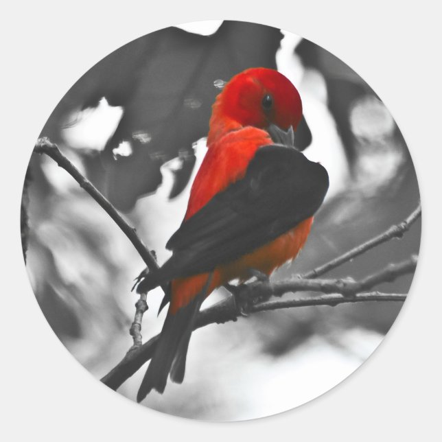 Sticker Rond Homme Scarlet Tanager (Devant)