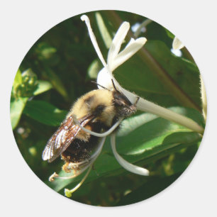 Sticker Rond Honeysuckie Bumble Bee