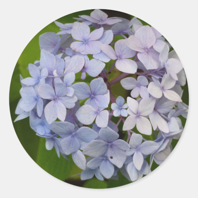 Sticker Rond Hortensie (Devant)