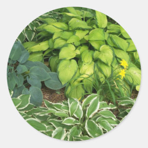Sticker Rond Hosta