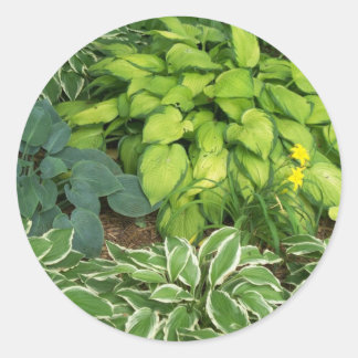 Sticker Rond Hosta