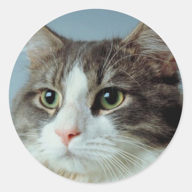 Sticker Rond Housecat (Devant)