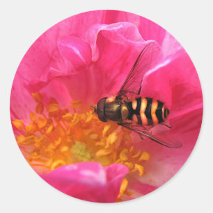 Sticker Rond Hoverfly et Rosa Mundi
