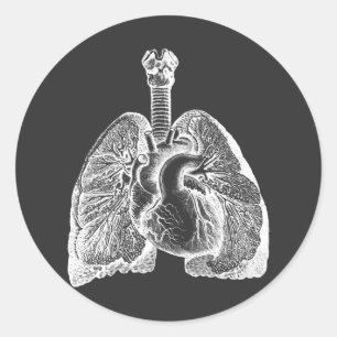 Sticker Rond Human Biology Anatomy Heart Lungs Science Art  