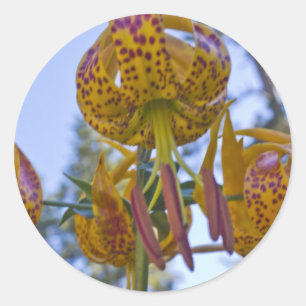 Sticker Rond Humboldt Lily