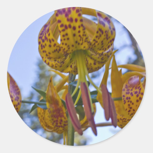Sticker Rond Humboldt Lily (Devant)