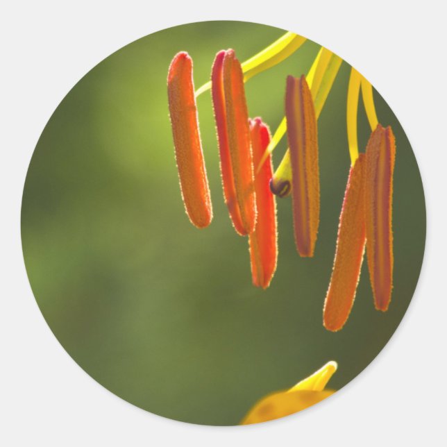 Sticker Rond Humboldt Lily Stamens (Devant)