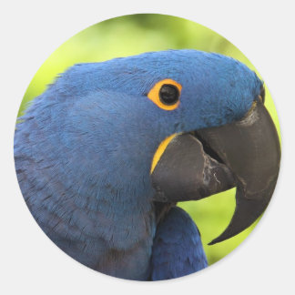 Sticker Rond Hyacinth Macaw