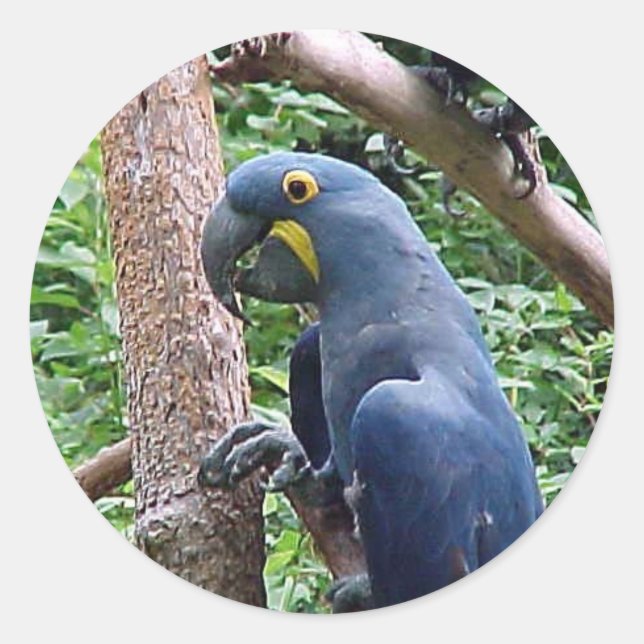 Sticker Rond Hyacinth Macaw (Devant)