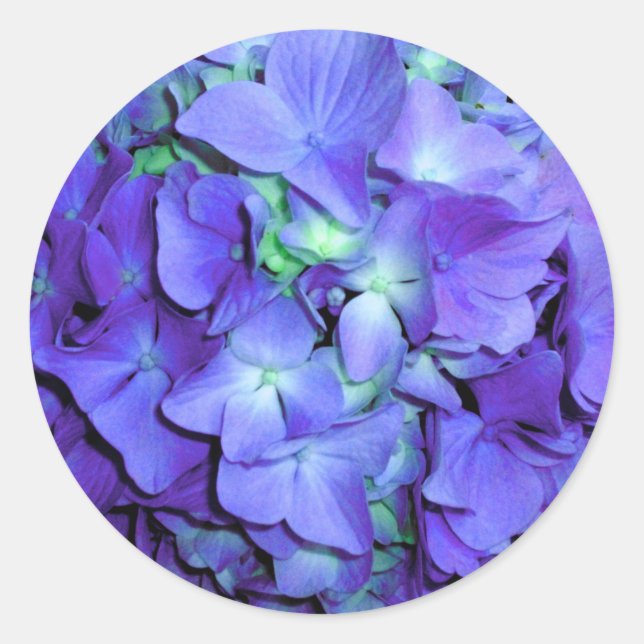 Sticker Rond Hydrangée violette et turquoise, fleurs bleu viole (Devant)