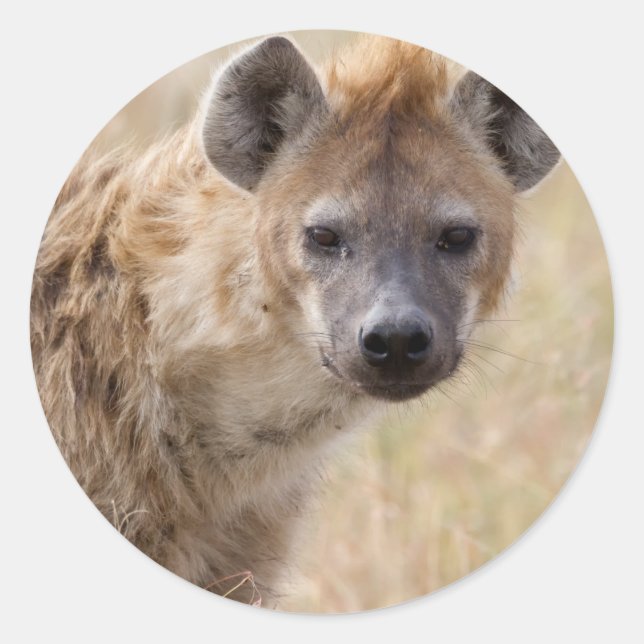 Sticker Rond Hyena (Devant)