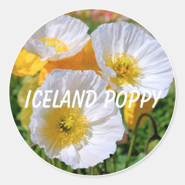Sticker Rond Iceland Poppy (Devant)