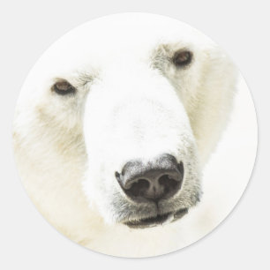 Sticker Rond Icy regard d'un ours polaire