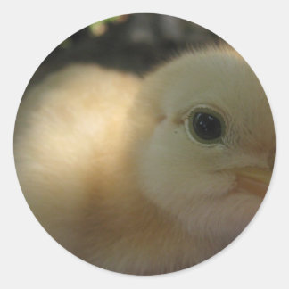 Sticker Rond idiot de poulet