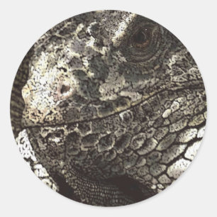 Sticker Rond Iguana