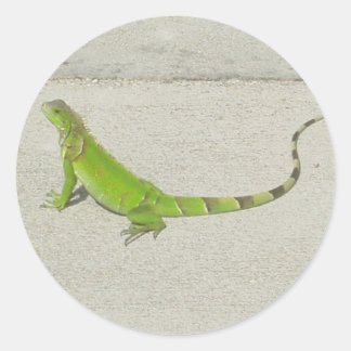 Sticker Rond Iguana sauvage